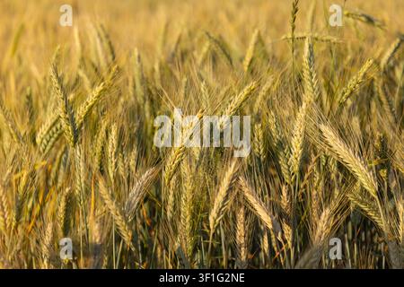 Culture de champ de blé doré avant la récolte sous un ciel bleu nuageux dans la campagne polonaise Banque D'Images