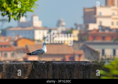 Mouette aux pattes jaunes perchée sur un ancien mur de pierre avec un paysage urbain flou de Rome, Italie Banque D'Images