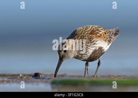 Becassin des marais (Calidris alpina) cherchant de la nourriture sur une plage de sable humide, vue de côté. Photographie de la faune. Banque D'Images
