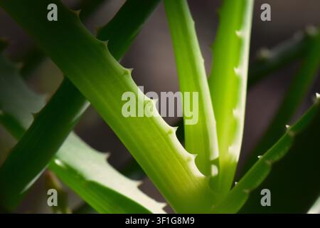 Gros plan d'une plante d'aloe vera montrant des épines pointues sur son corps Banque D'Images