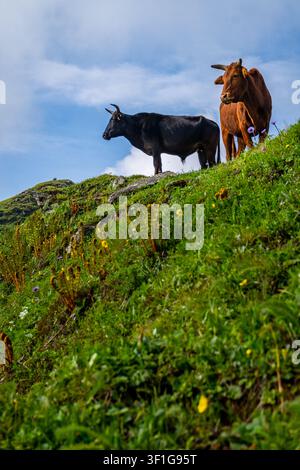 Dayara Bugyal Uttarakhand, Inde. Deux vaches autochtones se tiennent sur une pente montagneuse verte sous un ciel bleu nuageux, illustrant une vie rurale paisible, pâturage estival Banque D'Images