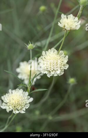 Scabieuse petite en fleurs (Scabiosa columbaria). Gros plan. Banque D'Images