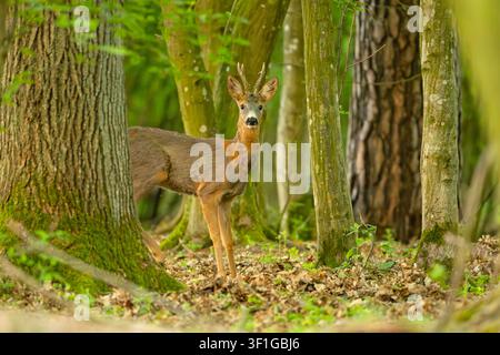 Chevreuil européen (Capreolus capreolus) mâle avec bois debout dans une forêt verte, vue de côté. Photographie de la faune sauvage Banque D'Images