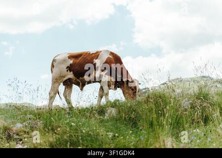Vache brune et blanche paissant dans une prairie de montagne du parc national du Durmitor, au Monténégro. Les prairies alpines et les fleurs sauvages d'été créent une atmosphère rurale paisible Banque D'Images
