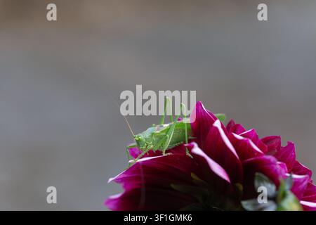 Grossissement d'une sauterelle sur une fleur de dahlia Banque D'Images