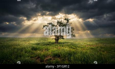 Vieil chêne noueux se dressant seul dans une prairie verte luxuriante, les rayons du soleil dramatiques traversant les nuages orageux sombres, paysage naturel majestueux Banque D'Images