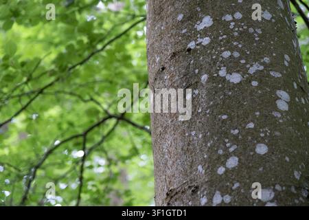 Vue macro de la texture de l'écorce de hêtre montrant des cicatrices naturelles, une croissance de mousse et des motifs de lichens dans une forêt. Banque D'Images