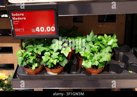 Plantes d’if anglais en pots sur une étagère de magasin de jardinage - Chișinău, Moldavie - 30 mars 2026 Banque D'Images