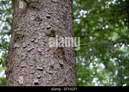 Vue macro de la texture de l'écorce de hêtre montrant des cicatrices naturelles, une croissance de mousse et des motifs de lichens dans une forêt. Banque D'Images