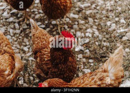Vue rapprochée d'une poule pondeuse brune debout parmi d'autres poules. Le caruncle rouge vif et les plumes détaillées mettent en valeur l'oiseau domestique en bonne santé. Banque D'Images