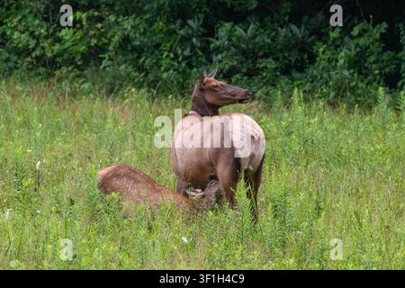 Élan femelle (Cervus canadensis) nourrissant un veau dans les hautes herbes du Great Smoky Mountains National Park, États-Unis Banque D'Images