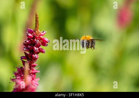 Bumblebee pris en plein vol approchant une pointe fleurie de Persicaria rouge avec un fond bokeh vert vif. Banque D'Images