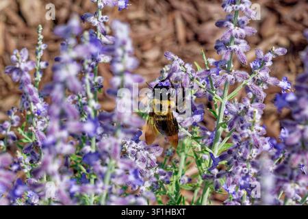 Vue rapprochée d'une abeille charpentière avec son visage plongé dans la fleur tubulaire violette récoltant le nectar d'une plante de sauge russe par une journée ensoleillée en été Banque D'Images