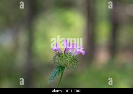 Un gros plan d'une plante sauvage qui se distingue par ses petites fleurs rose-lilas émergeant d'un calice vert duveteux, sur fond de forêt flou Banque D'Images