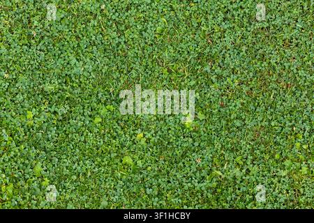 Trèfle vert dense et herbe fond naturel. Gros plan vu d'en haut de trèfle vert dense et d'herbe avec de petites feuilles, des mauvaises herbes dispersées et de minuscules blancs Banque D'Images