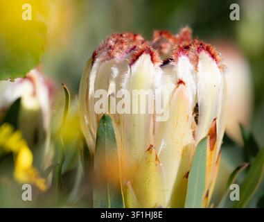 Une photographie macro d'un bouton de fleur de protea en floraison, mettant en valeur ses bractées blanc crème rehaussées de filaments rouge foncé et rouille en forme de frange. Th Banque D'Images