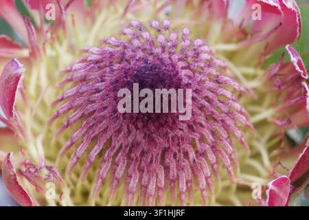 Un plan rapproché extrême saisissant d'une fleur de protea roi révélant les filaments poilus complexes et le dôme central violet foncé entouré de jaune pâle et Banque D'Images