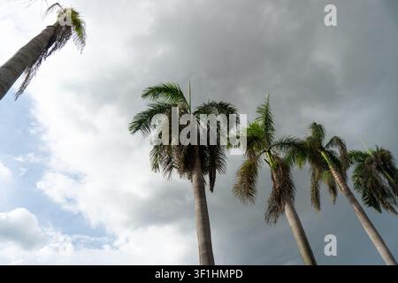 Grands palmiers contre un ciel nuageux et couvert. Banque D'Images