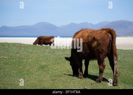 Vaches Highland paissant avec des montagnes en arrière-plan Banque D'Images