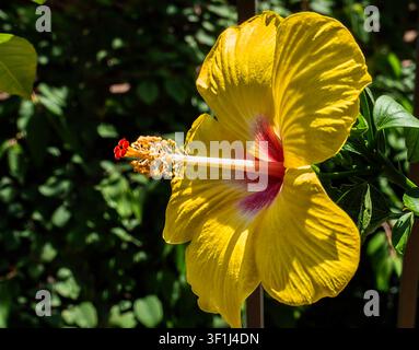 Une plante d'Hibiscus jaune vif en pleine floraison Banque D'Images