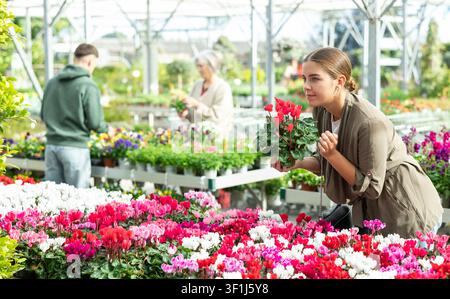 Client féminin choisissant cyclamen en pot dans le magasin de jardin de récipient Banque D'Images