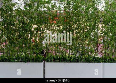 Plantes vertes hautes dans des pots d'intérieur blancs. Banque D'Images