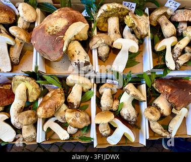 Cagettes de champignons de Paris frais à vendre au marché d'Alba dans le Piémont en Italie Banque D'Images