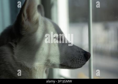 Portrait de profil d’un husky. Chien de profil observant à l’extérieur. Animal de profil blanc à l’intérieur. Gros plan de profil près de la fenêtre. Banque D'Images
