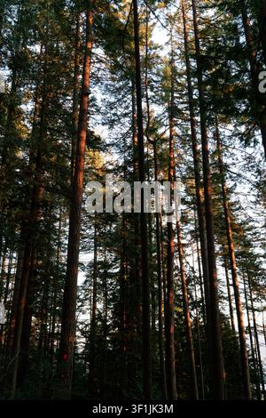 Regard vers le haut des grands conifères à feuilles persistantes dans une forêt dense avec une lumière chaude du soleil sur les troncs et un ciel lumineux à travers la canopée Banque D'Images