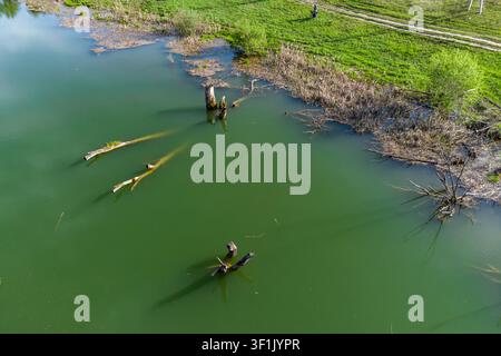 Vue aérienne capturant l'eau verte et étrange de l'étang avec des troncs et des roseaux submergés le long de la berge herbeuse, la lumière du printemps illumine la scène Banque D'Images
