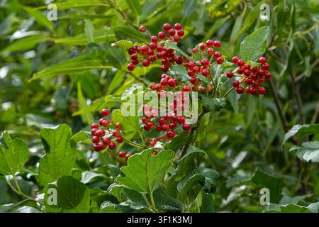 Des baies rouges poussent sur des buissons de Viburnum opulus entourés de feuilles vertes dans un jardin local pendant les journées chaudes de la fin de l'été. Banque D'Images
