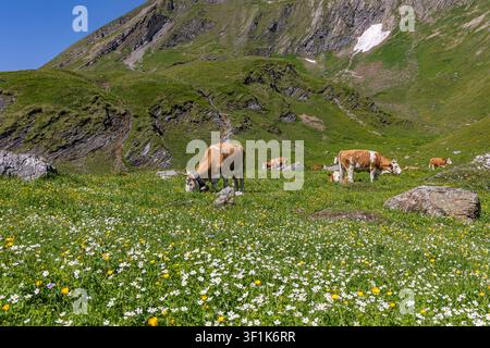 Les vaches paissent sur les pâturages florissants des hauts plateaux des Alpes suisses pendant la période de transhumance estivale Banque D'Images