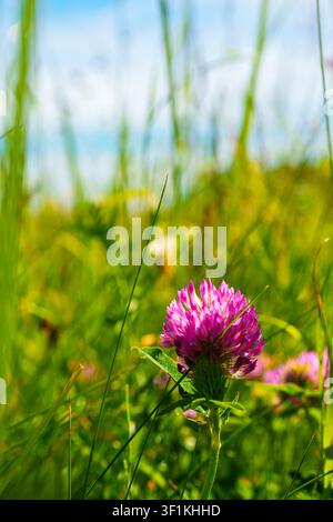 Une fleur de trèfle rouge vif pousse parmi de hautes herbes vertes dans une prairie ensoleillée. Prise verticalement depuis un angle bas avec une faible profondeur de champ, t Banque D'Images