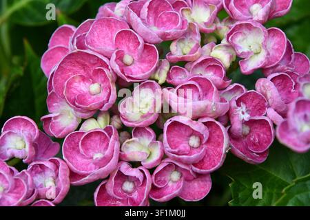 Grappes de fleurs d'hortensia rose en forme de boule mouillées en fleurs dans un jardin, Royaume-Uni Banque D'Images