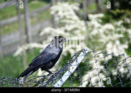 Corbeau charognard perché sur une clôture en fil de fer dans un parc animalier, Royaume-Uni Banque D'Images