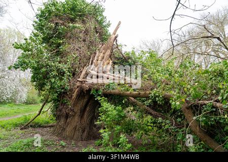Arbre couvert de lierre avec une grande branche brisée par des vents violents Banque D'Images