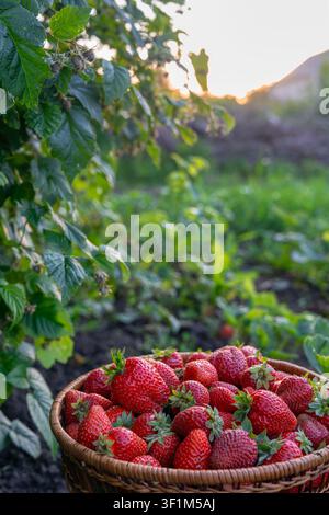 Panier en osier avec des fraises rouges mûres dans un jardin ensoleillé avec un grand espace de copie Banque D'Images