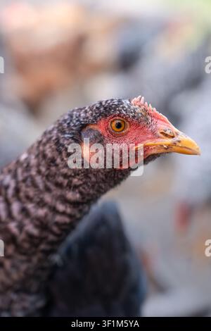 Portrait vertical en gros plan du profil latéral d'une poule tachetée noir et blanc sur un fond flou Banque D'Images