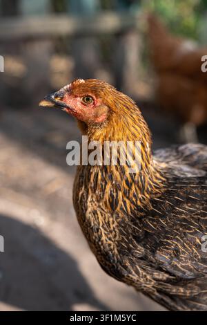 Portrait vertical en profil latéral d'une poule domestique brune et noire dans une cour de ferme ensoleillée Banque D'Images