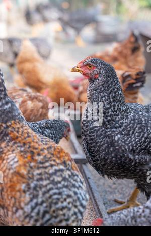 Gros plan vertical d'une poule tachetée noir et blanc observant un groupe se nourrissant dans une cour de ferme ensoleillée Banque D'Images