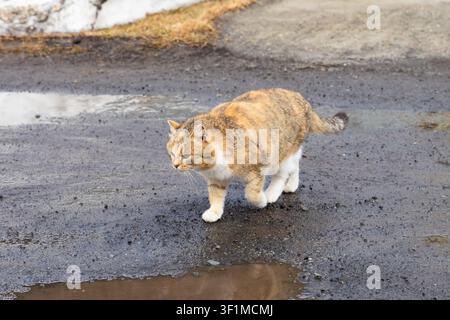Un chat tigré marche le long d'une route trempée par la pluie, entourée de plaques de neige. Le chat chasse une proie Banque D'Images