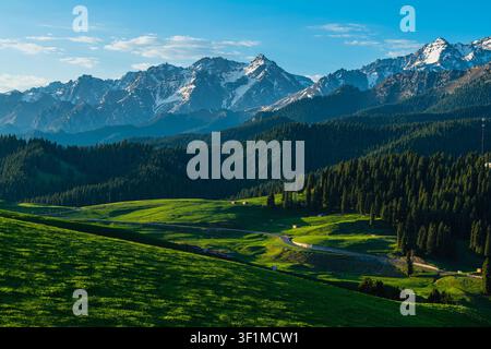 Paysage du début de l'été à Jiangbulake dans le Xinjiang, en Chine : prairies alpines et vagues de blé vert sous des montagnes enneigées. Banque D'Images