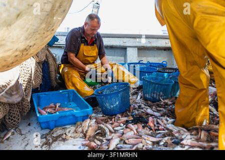 Pêcheur commercial en salopette jaune imperméable trie et nettoie du poisson fraîchement capturé sur le pont de travail d'un bateau, entouré de filets, de paniers et de caisses Banque D'Images