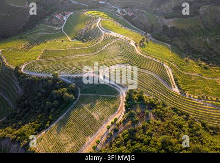 Vue aérienne de vignobles en terrasses et de routes de terre sinueuses à travers les collines ensoleillées de la vallée du Douro au Portugal, avec des bâtiments agricoles rustiques et des rangées vertes sha Banque D'Images