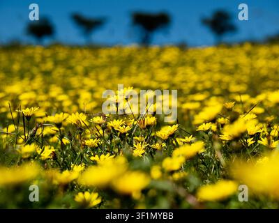 Un champ vibrant de marguerites africaines jaunes, également connues sous le nom de Dimorphotheca, en floraison dans le parc national du Serengeti, Tanzanie. Banque D'Images