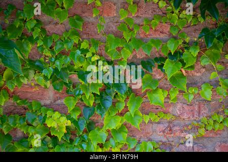 Façade en briques érodées dans la vieille ville de Krefeld-Linn en Allemagne envahie par des pousses et des vrilles de lierre avec des feuilles vert vif. Arrière du bâtiment sur s Banque D'Images