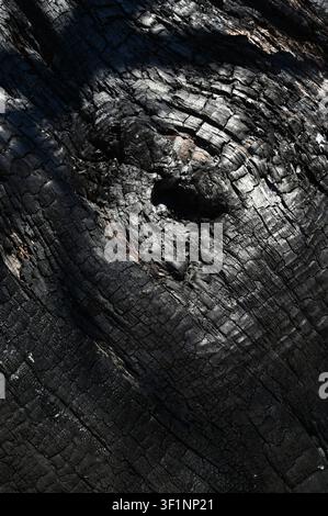 Ancien arbre en noyer brûlé sur fond d'incendie de forêt. Banque D'Images