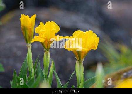 Iris pumila 'Orange Caper' (Iris barbuée naine) affichant des fleurs jaune doré brillantes dans un jardin de rocailles printanier. Photographie botanique en gros plan. Banque D'Images