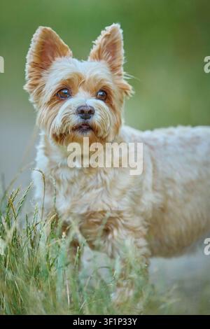 Yorkshire Terrier curieux observant les alentours sur un sentier dans l'herbe verte Banque D'Images