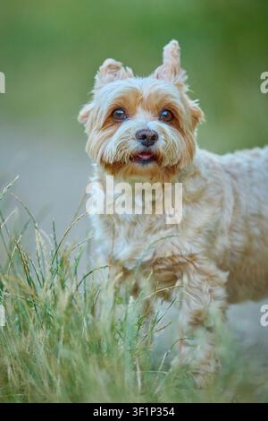Yorkshire Terrier curieux observant les alentours sur un sentier dans l'herbe verte Banque D'Images